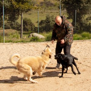 Angel educador de perros ne nariz de nieve