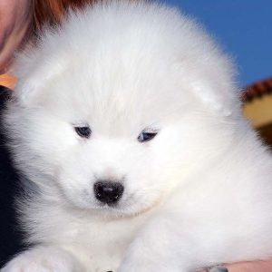 Cachorros samoyedo (1)