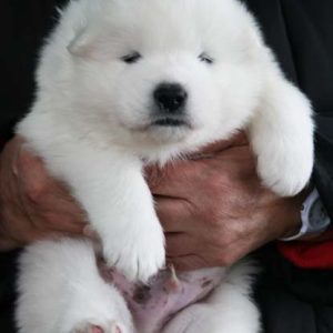 Cachorros samoyedo (18)