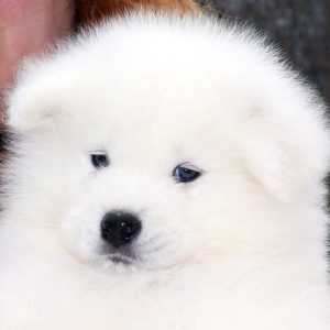 Cachorros samoyedo (3)