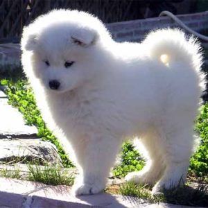 Cachorros samoyedo (7)