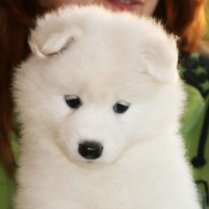 Cachorros samoyedo (9)