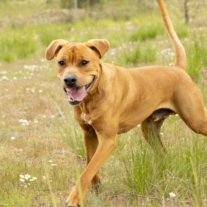 Juegos perrros14