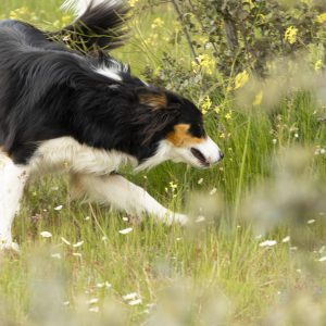 Juegos perrros8