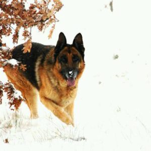 Lio nieve
