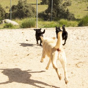 Perros en guarderia nariz de nieve