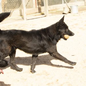 Perros parques