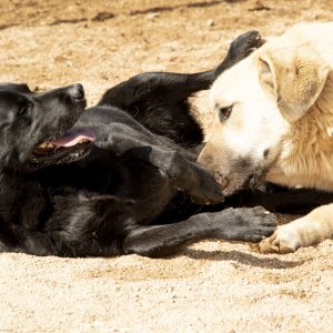 Perros parques6
