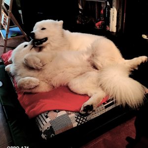 Samoyedos jugando nariz de nieve